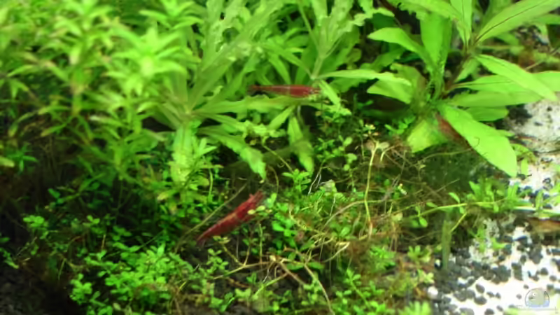 Red Cherry 22.11.08 von quickmike (14)