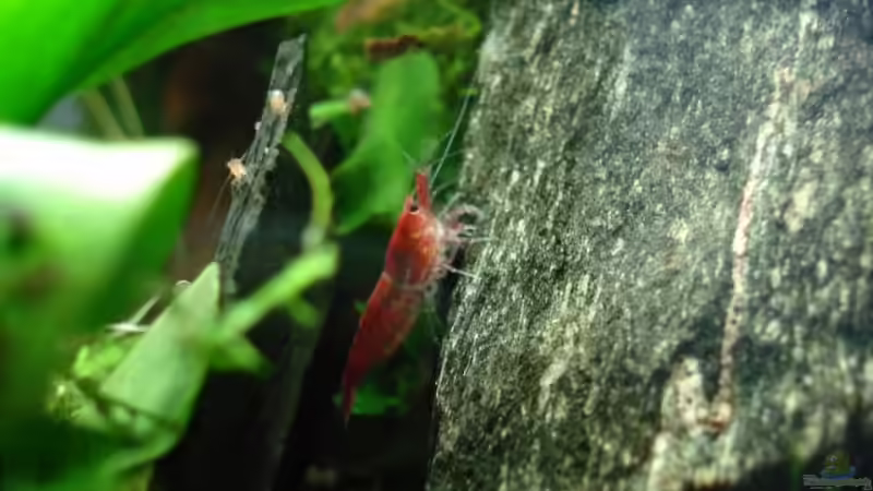 Red Cherry 22.11.08 von quickmike (15)