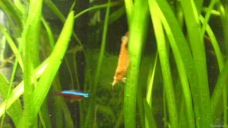 Red Cherry (Fire) Garnele von Dornauge xxl (37)