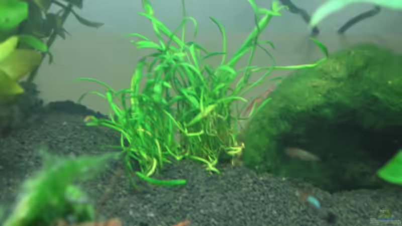 Red-Cherry-Garnele / Platys von Patrick Schuler (9)