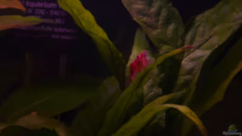 Red Cherry Garnele 13.03.2011 von Ray1975 (23)