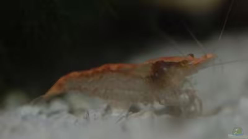 red cherry garnele von Manfred und Heidi Reis (12)