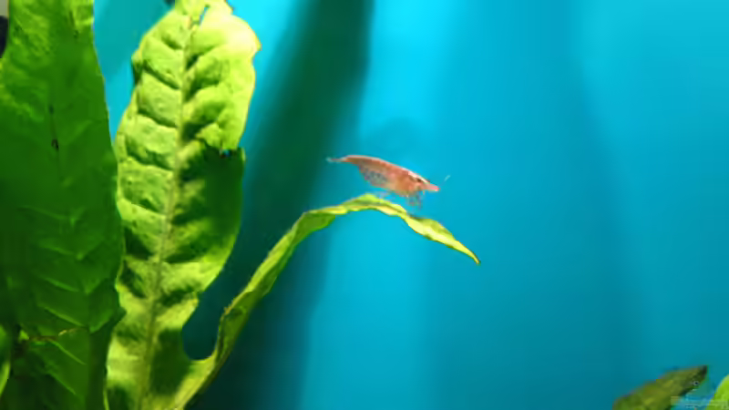 Red Cherry Garnele von Tobias Weber (6)