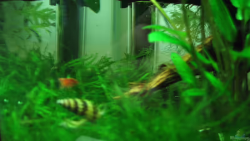 Red Cherry Garnelen und Raubschnecke von Patrick Schuler (19)