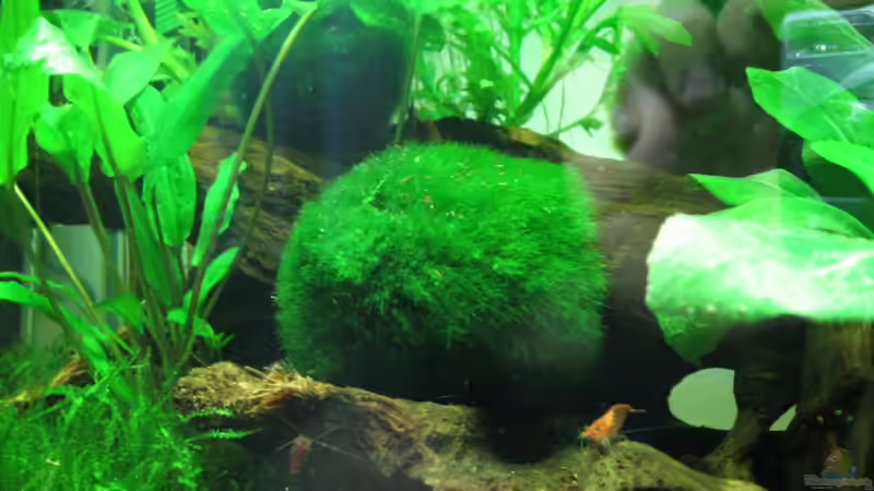 Red Cherry Garnelen von Patrick Schuler (16)