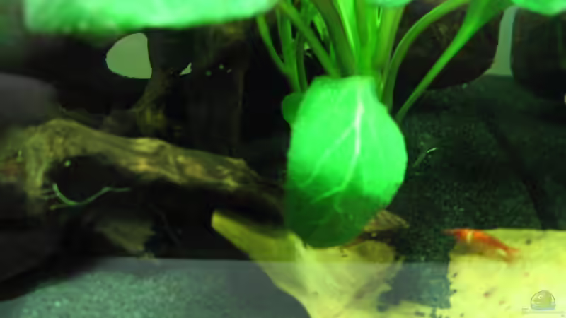 Red Cherry Garnelen von Patrick Schuler (17)