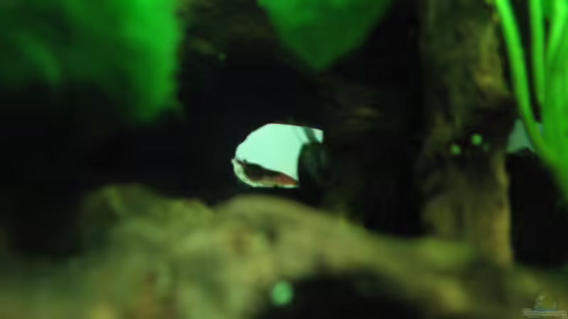 Red Cherry Garnelen von Patrick Schuler (18)