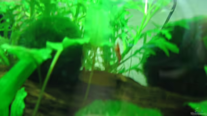 Red Cherry Garnelen von Patrick Schuler (21)