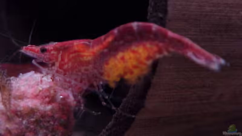 Red Cherry mit Eier im Bauch von Thomas Zips (18)