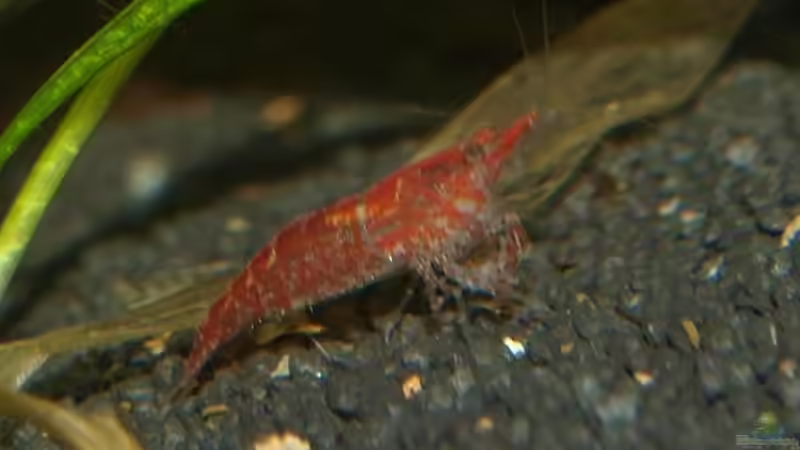 Red Cherry Power von Thomas Burger (6)