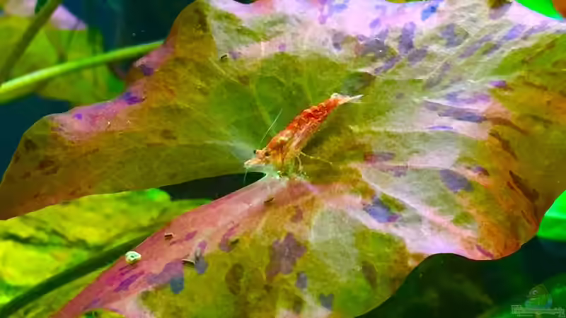 Red Cherry Shrimp auf Nymphaea lotus von Cookiemonster (19)