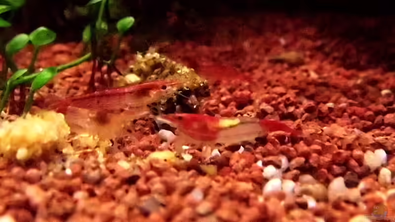 Red Cherry und Rilli shrimp von snooze (58)