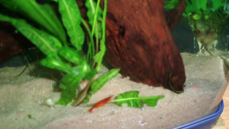 Red Cherry von Der Engländer (12)