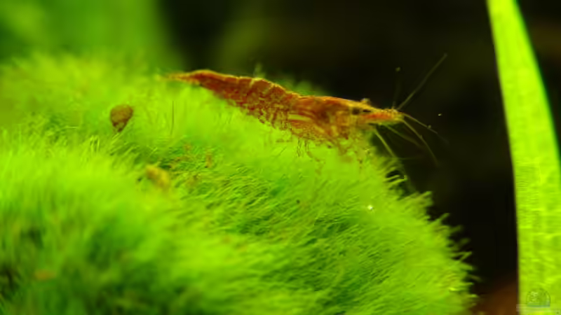 Red Cherry von Igor Cernitori (11)