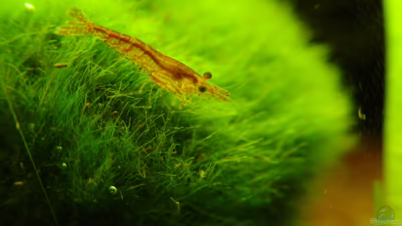 Red Cherry von Igor Cernitori (9)