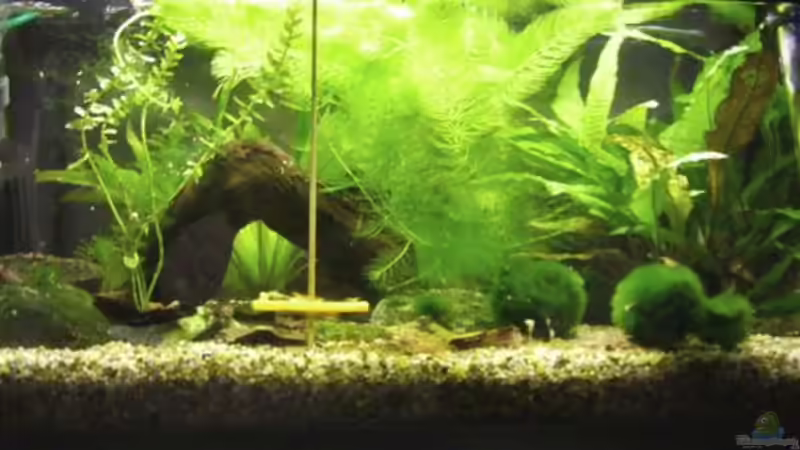 Red Cherry von Kim (2)