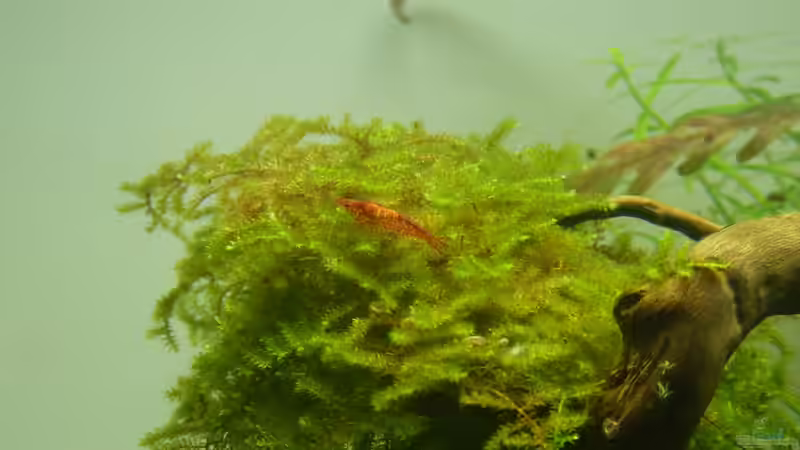 Red Cherry von Martin W. (32)