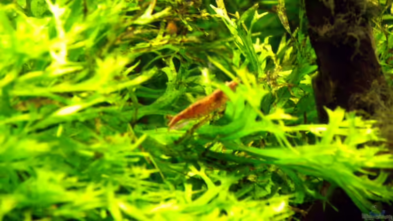 Red Cherry von Oliver Bartels (2)