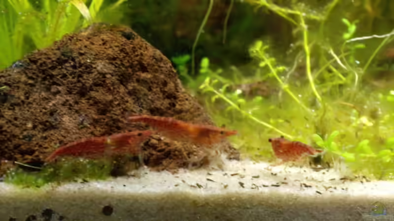 Red Cherry von Olli Bartels (9)