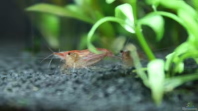 Red Cherry von Sabrina (3)