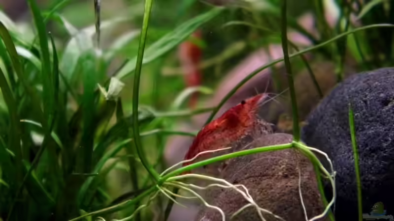 Red Cherry von snooze (91)