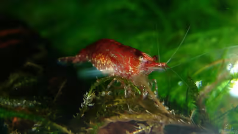 Red Cherry (w) von Tim (15)