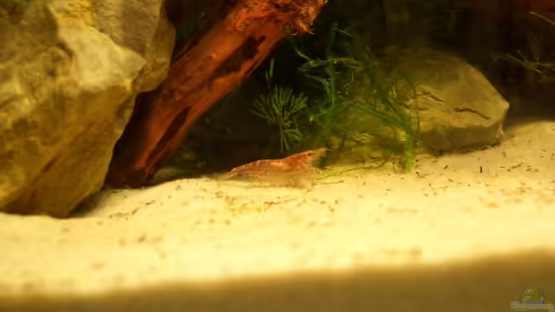 Red Cherry Weibchen von Nadine Euringer (3)