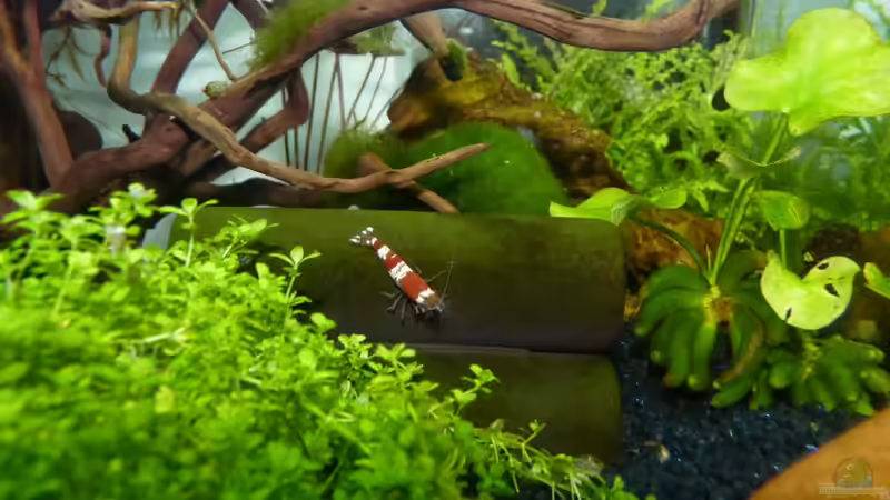 Red Chrystal auf der Garnelenröhre von Josef Braun (31)