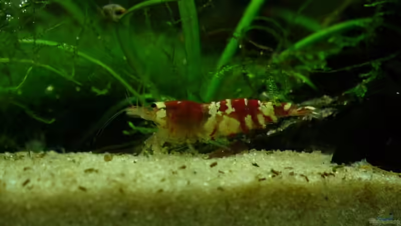 Red Crystal von Patrick Stobbe (8)