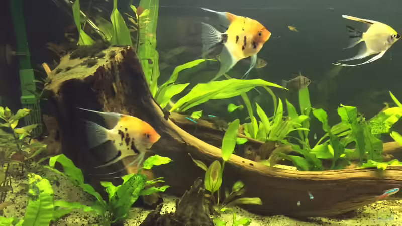 Red Devil Skalare von Ragner (45)