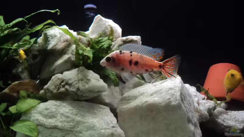 Red Dragon 2011  von Malawiwelt (20)