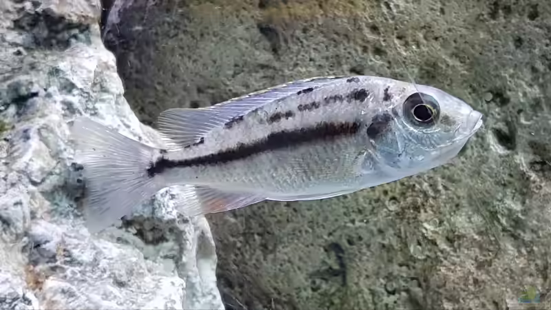 Red Empress Mädl mit Babys im Maul von Mel (34)