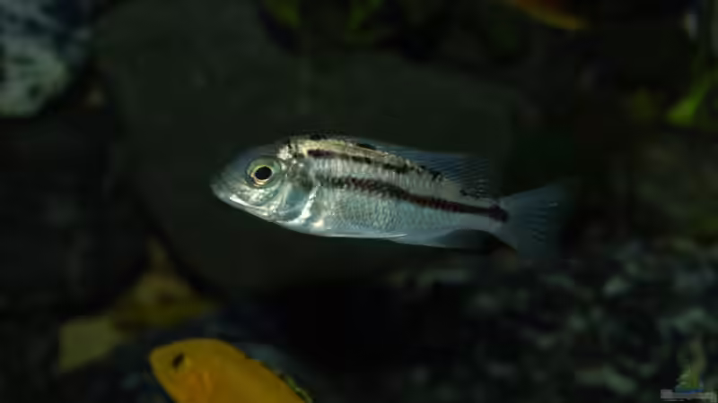 red empress Weibchen von Calimero (18)