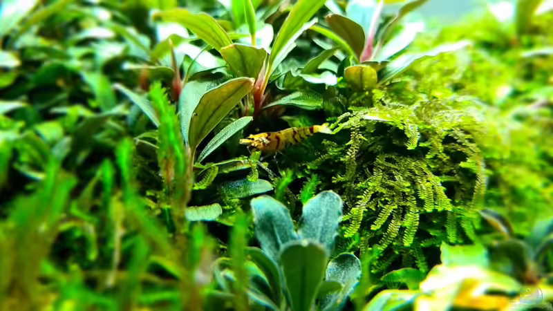 Red Fancy Tiger beim durchstreifen des jungles  von AquaTobi90 (37)