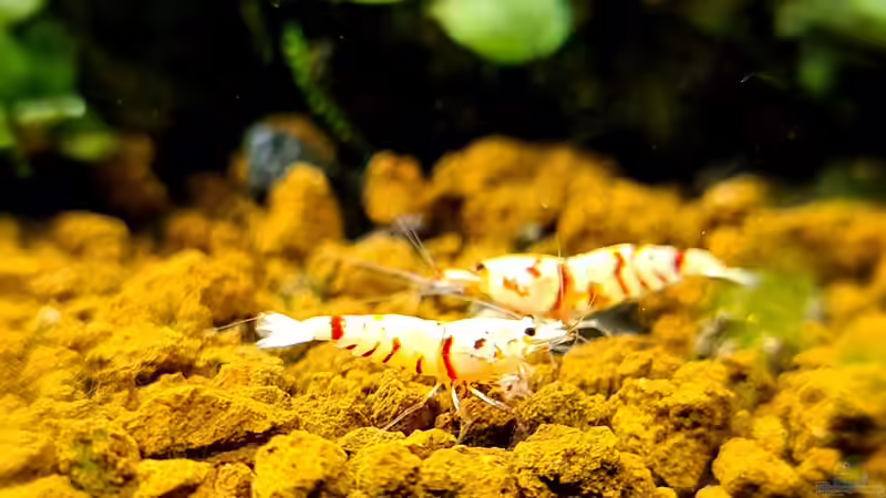 Red Fancy Tiger von AquaTobi90 (35)