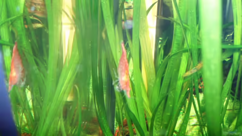 red fire + Vallisnerie 22.01.10 von ~Marco~ (14)