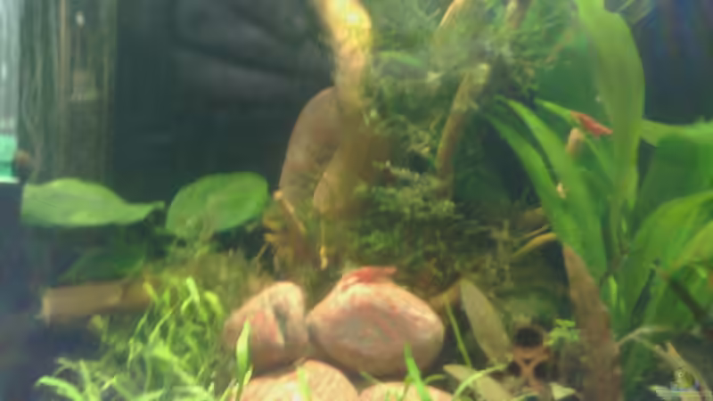 Red Fire, Blue Jellys von LadyWolf (2)