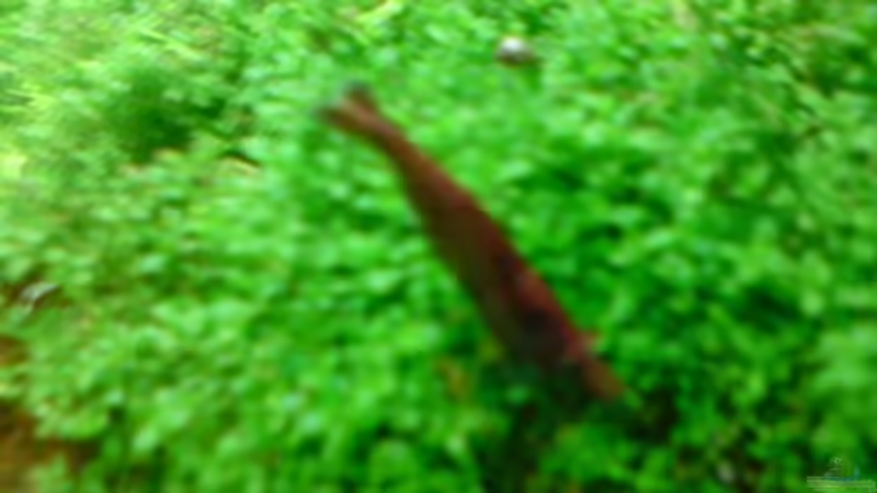 Red Fire  von Stefan B. (11)