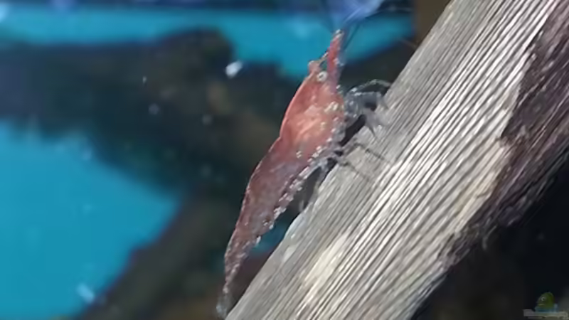 Red Fire  von Zomic (26)