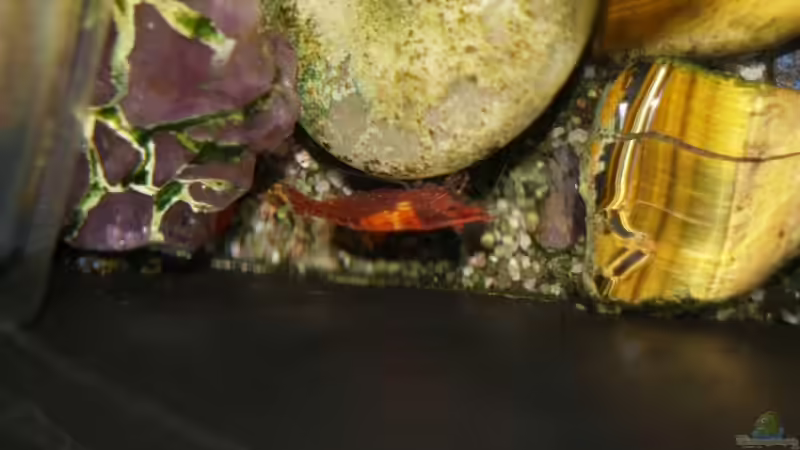 Red Fire -Weibchen von Timo Lorenz (11)