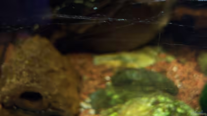 Red-Fire 01.03.2015 von Schratze (41)