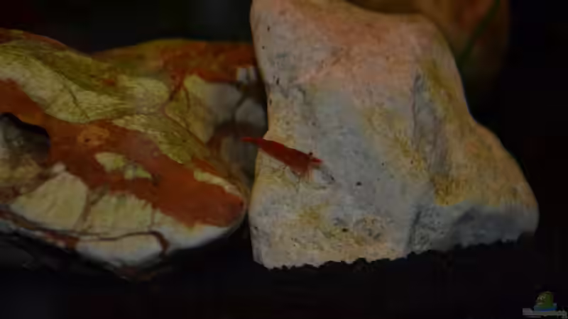 Red Fire 1 von Jan Marc (11)