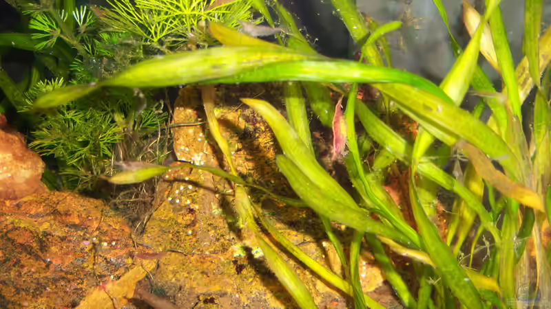 Red Fire 12.07.2015 von Schratze (4)