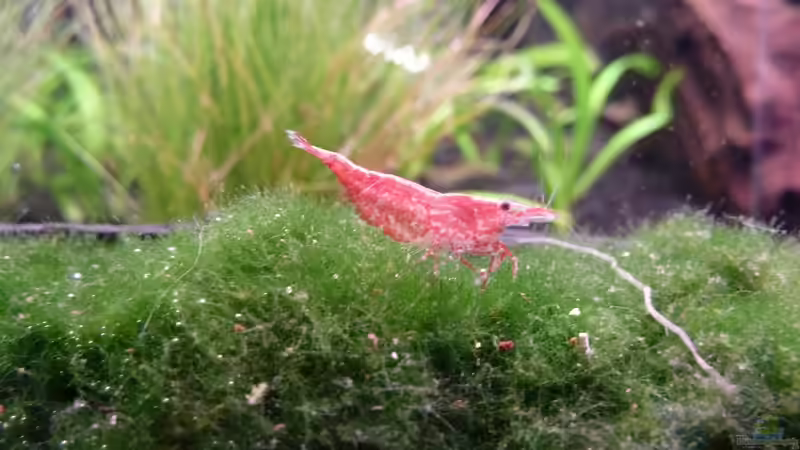 Red Fire 2 von Jan Marc (12)