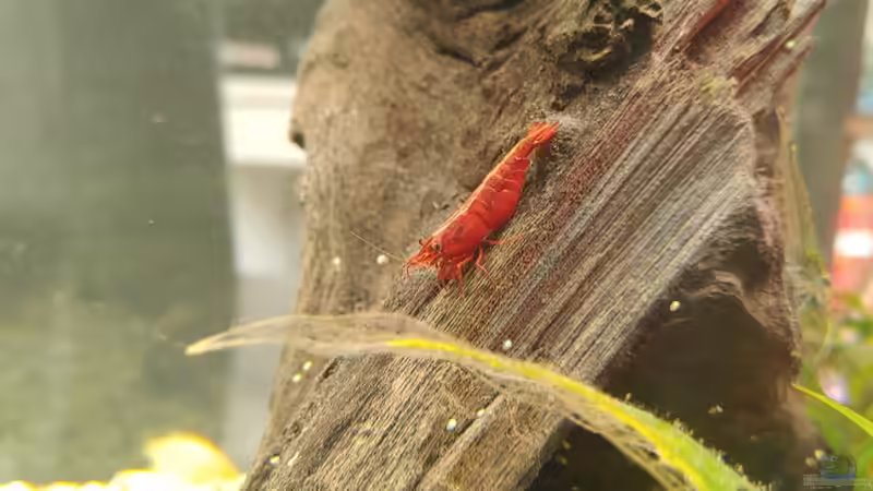 Red Fire 2 von Juno (26)