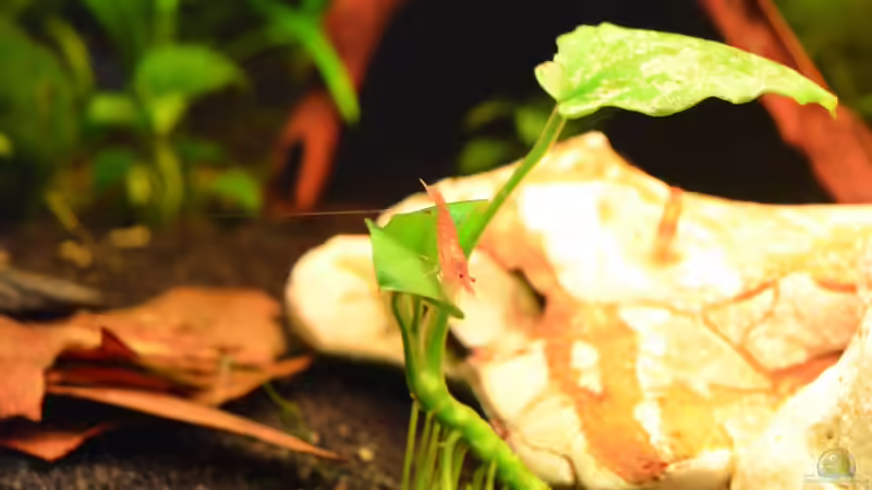 Red Fire 4 von Jan Marc (14)