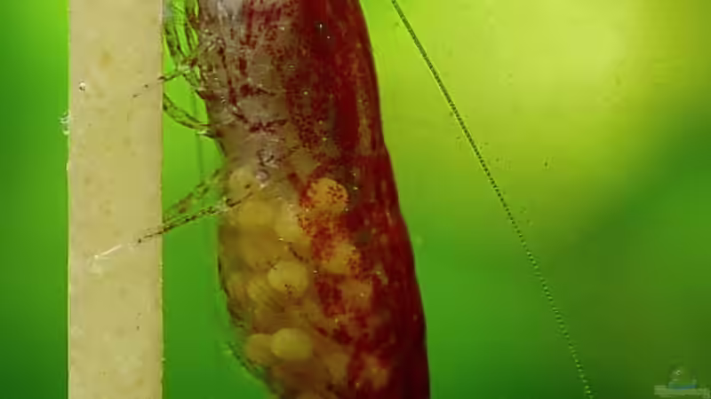 Red Fire auf Bio Spaghetti von Helmut Kreutmayer (9)