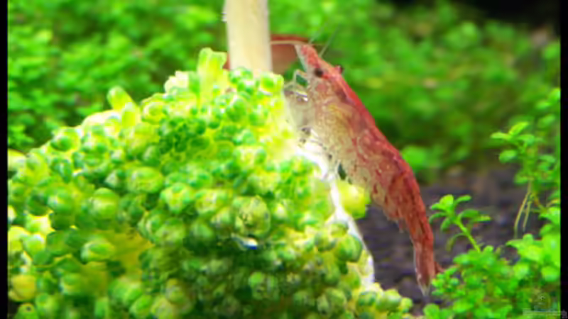 Red Fire auf Brokkoli von Tamura (12)