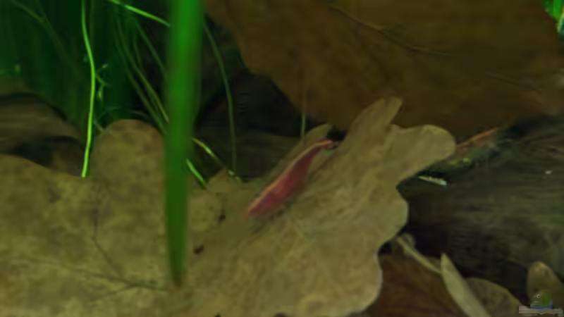 Red Fire auf Eichelblatt von Erik Dreßen (12)