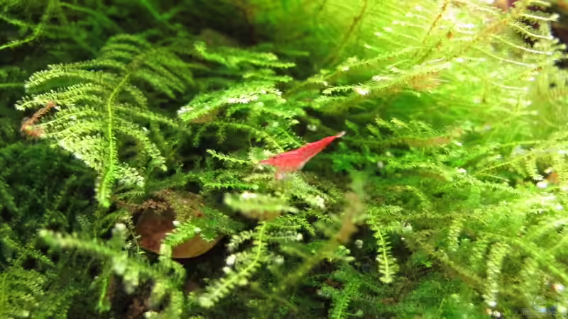 Red Fire auf Futtersuche von Sarah (41)